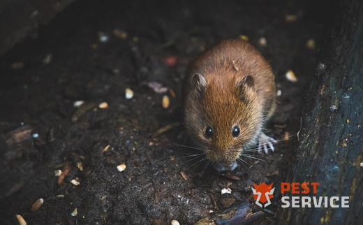 Дератизация в Киселёвске